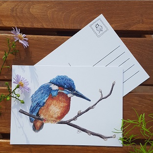 Eisvogel Postkarte